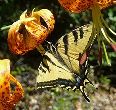 Papilio rutulus flower